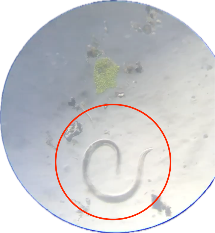 Microscopic Examination of Moss